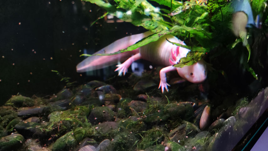 Barcelona Aquarium axolotl